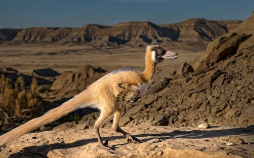 Científicos descubrieron un minidinosaurio en la Patagonia: pesaba menos de un kilo, pero era rápido y letal
