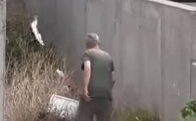 Maltrato animal en pleno centro: interviene la Justicia tras la viralización del video