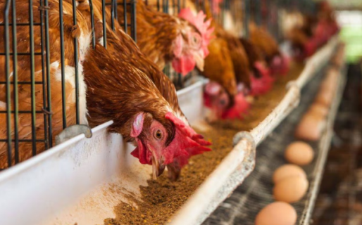 ¿Faltarán huevos? El dato que enciende la alarma en plena crisis por gripe aviar