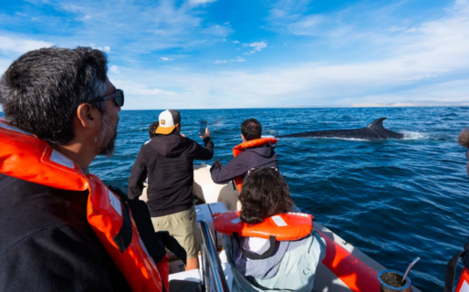 El regreso de la Ballena Sei a Comodoro Rivadavia, el imponente gigante que atrae a científicos y turistas