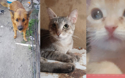Buscan ayuda urgente para castrar a dos gatos y una perra y evitar que queden preñadas