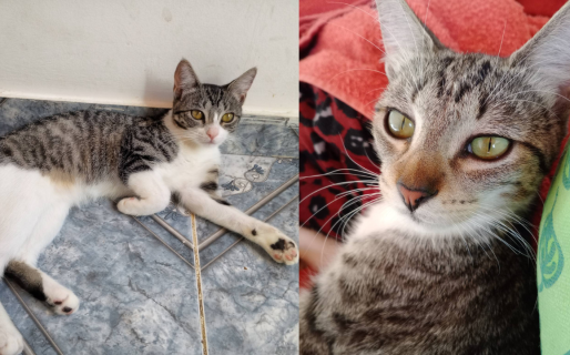 Buscan adopción urgente para dos gatitas de cinco meses en Comodoro