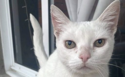 Buscan un hogar para una gatita blanca que apareció en barrio Standart
