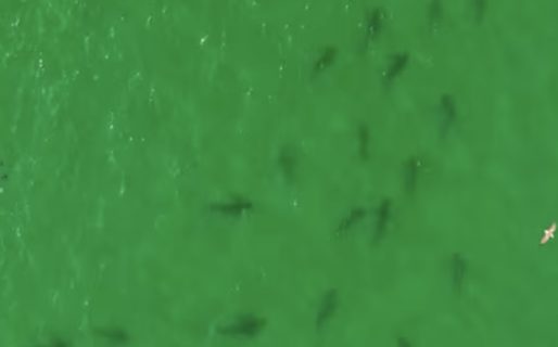 <strong>Impresionante avistamiento de más de un centenar de tiburones bacota en la costa de Río Negro</strong>