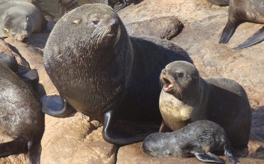 Conocé cómo era el ecosistema del Golfo San Jorge antes de la llegada de los buques cazadores