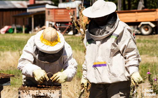 Investigadoras de Esquel prueban un producto natural para proteger a las abejas