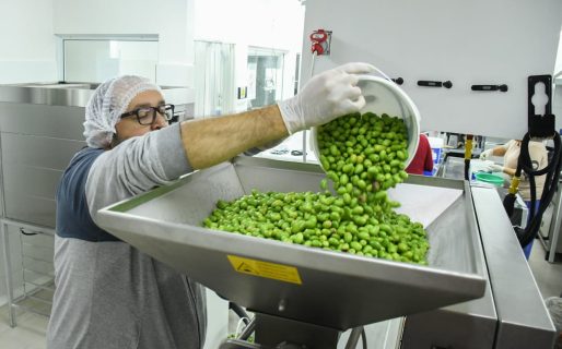 Abren la convocatoria para la extracción de aceite de oliva en Km. 4