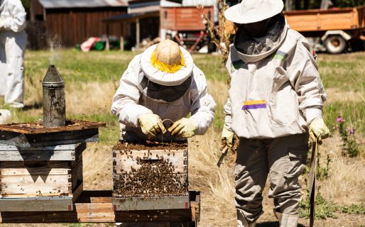 Científicas de la UNPSJB prueban en campo un bioproducto patagónico para combatir la Varroa en abejas