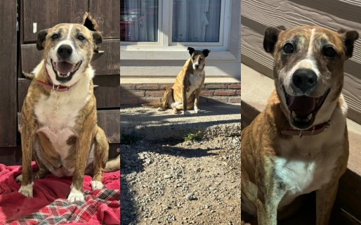 Energética y llena de alegría: las nuevas imágenes de Tigresa con su manada