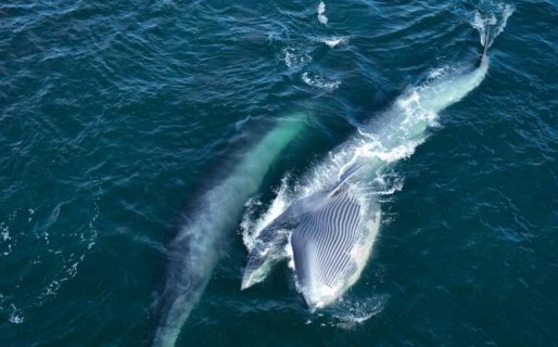Punta Marqués invita a observar la variada fauna marina desde sus miradores