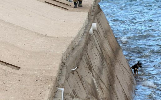 Rescataron a un perro callejero que cayó al mar en el paseo costero de Comodoro