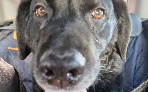 Rescataron a una perrita del Cordón Forestal y piden ayuda urgente para costear su atención veterinaria