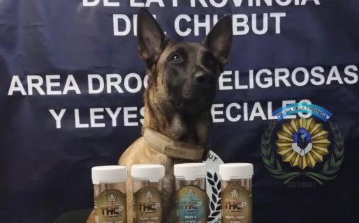 El olfato de “Tusy”: hallaron 100 cigarrillos de marihuana en una encomienda en la Terminal