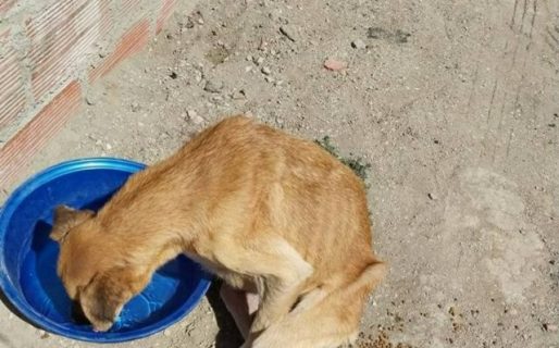 Piden ayuda para una perrita herida y desnutrida que apareció en barrio La Floresta