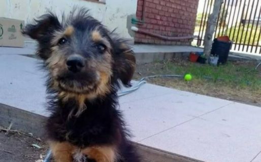 Buscan adopción responsable para un cachorro de 4 meses