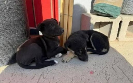 Realizan una rifa solidaria para ayudar a dos cachorritas rescatadas que luchan por recuperarse