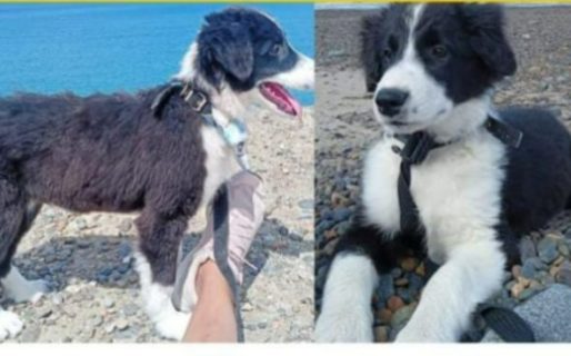 Buscan intensamente a “Coquito”, un cachorro perdido en barrio René Favaloro