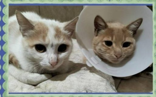 Dos gatitos que llegaron en un barco buscan un hogar urgente en Comodoro