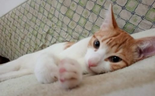 Buscan tránsito o familia urgente para un gatito abandonado