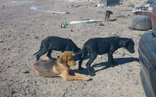 Abandonaron a tres cachorras en la escombrera de Km. 18 y piden ayuda urgente para rescatarlas