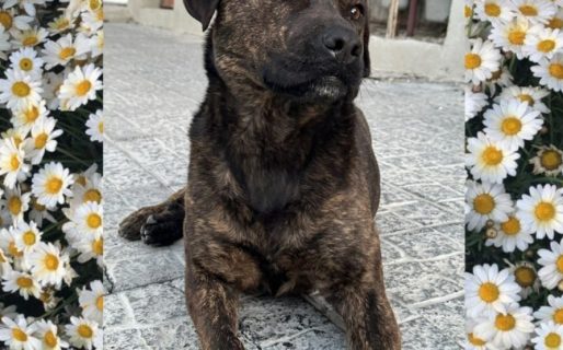 Buscan familia para una perrita comunitaria que vive en la calle desde hace tres años
