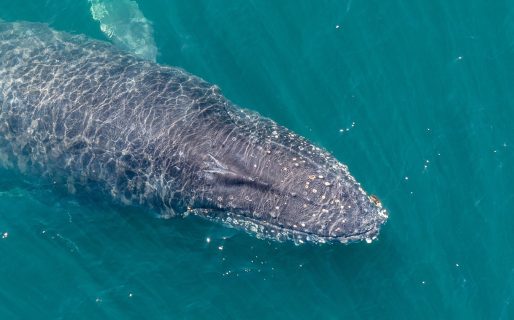 Ballenas jorobadas: descubren una conexión clave entre Patagonia y Antártida