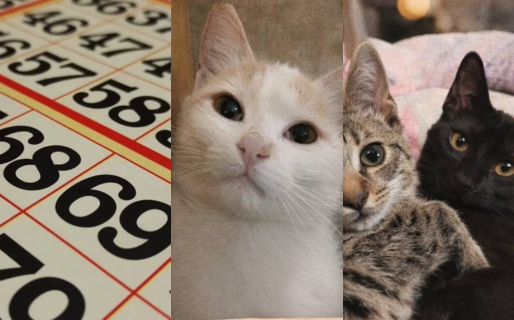 Este domingo se va a realizar un bingo solidario para colaborar con la comida de gatos rescatados