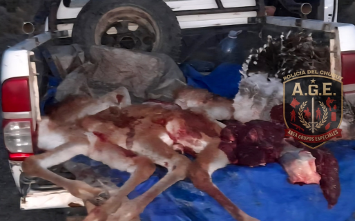Atraparon a un hombre ingresando a Comodoro con al menos cuatro guanacos y un ñandú faenado