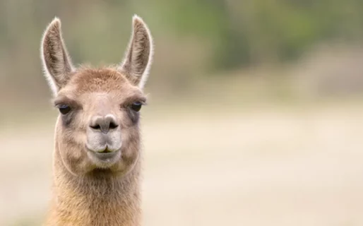 Chubut evalúa realizar un censo de guanacos para diseñar un plan de manejo
