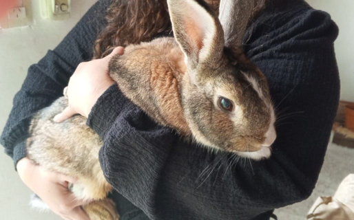 Buscan a los dueños de un conejo que apareció en zona norte