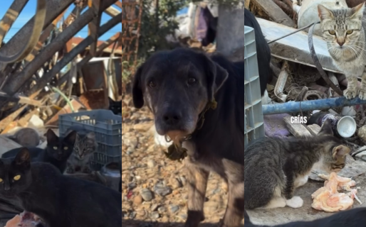 Tras la muerte de Félix, vecinas piden ayuda para asistir a más de 30 gatos y 2 perros