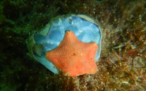 Descubrieron en Chubut una estrella de mar que incuba a sus crías dentro del estómago