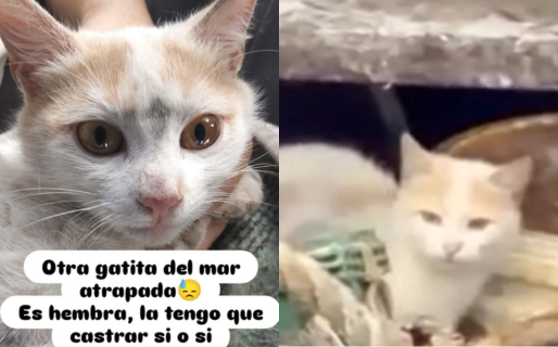 Piden ayuda para castrar a la gatita que vino en un barco