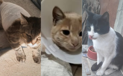 «Hoy no estamos llegando»: rescatistas piden ayuda para cubrir el alimento de gatos en recuperación