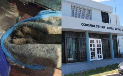 Abandonaron gatitos recién nacidos en la Comisaría Séptima: necesitan mamadera o mamá sustituta urgente