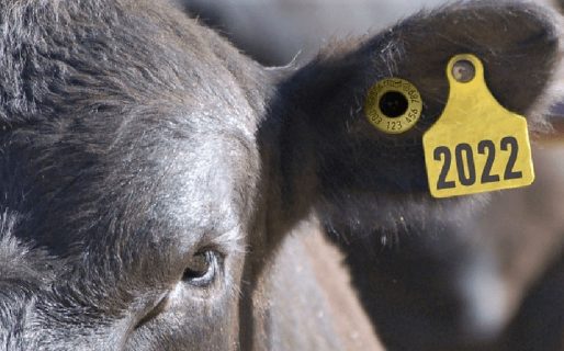 Anuncian una capacitación gratuita sobre identificación electrónica de bovinos en Sarmiento