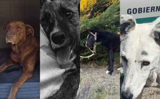 Se confirmaron las audiencias por maltrato animal y piden la participación de los vecinos