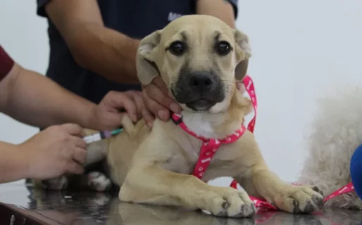 La Dirección de Veterinaria realizará una jornada de vacunación antirrábica