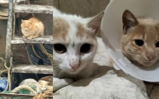 Buscan una familia para los dos gatos que llegaron en un barco a Comodoro