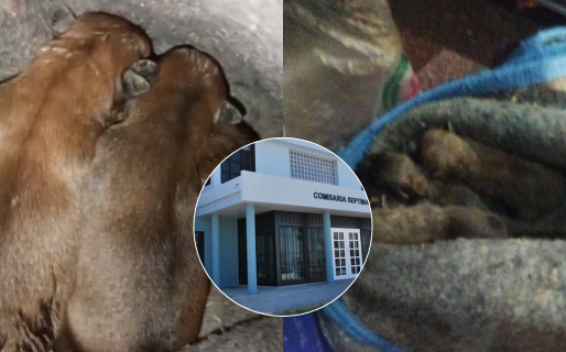 Los gatitos abandonados en una Comisaría ya tienen tránsito: piden ayuda con el alimento