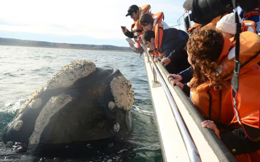 El inicio del otoño en la provincia marca la temporada de avistaje de animales marinos