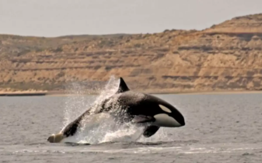 Comenzó la Temporada de Orcas en Chubut