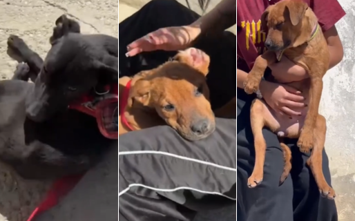 Los cachorros del Dispensario siguen buscando una familia