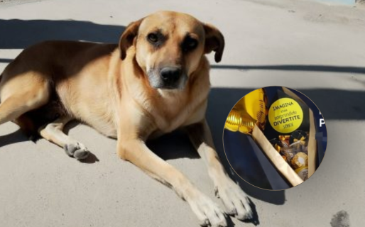 Organizan una rifa solidaria para alimentar al «Perro X»