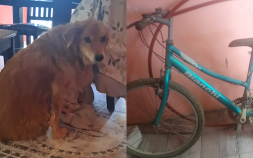 Su perro está enfermo y vende sus cosas para pagarle la consulta veterinaria y continuar su tratamiento