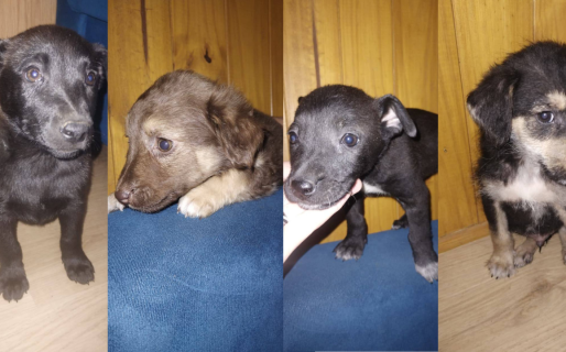 Buscan adopción o tránsito urgente para cachorros de dos meses en Comodoro