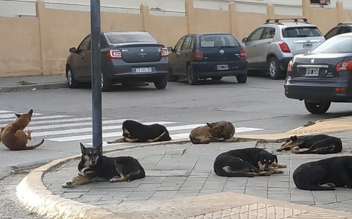 Animalistas se concentrarán en el inicio de sesiones del Concejo Deliberante de Comodoro