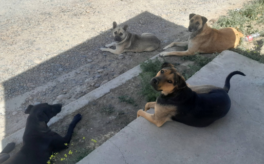 Pascua solidaria: organizan un sorteo para costear el alimento de animales callejeros