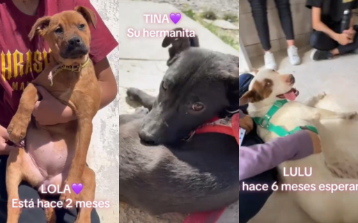 Qué animales siguen en adopción en el Dispensario de Comodoro
