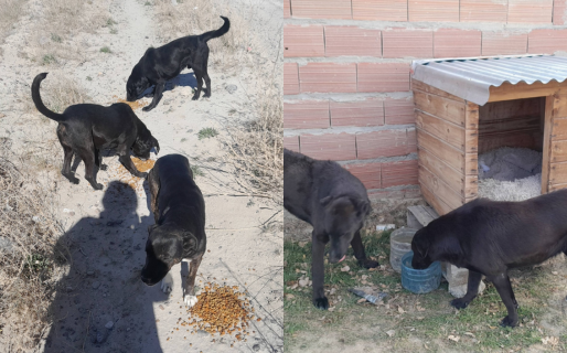 «Ayuda a un Callejero» organiza un sorteo de pascua para comprar alimento a animales de la calle
